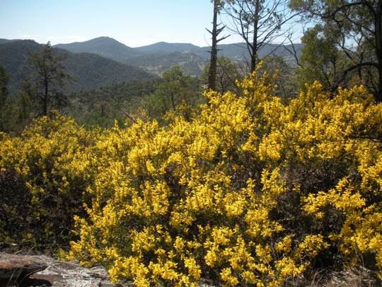 Acacia at the Lookout